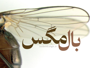 بال مگس